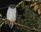 Image. Black-and-white Owl