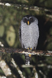 Image. Black-and-white Owl