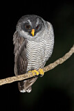 Image. Black-and-white Owl