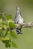Image. Black-and-white Warbler