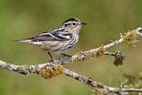 Image. Black-and-white Warbler