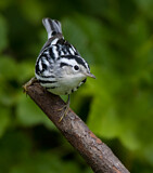Image. Black-and-white Warbler