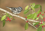 Image. Black-and-white Warbler