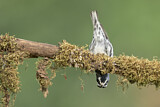 Image. Black-and-white Warbler