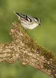 Image. Black-and-white Warbler