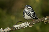 Image. Black-and-white Warbler