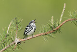 Image. Black-and-white Warbler