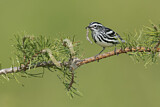 Image. Black-and-white Warbler
