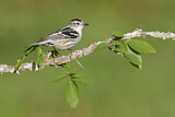 Image. Black-and-white Warbler