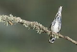 Image. Black-and-white Warbler