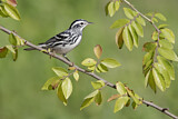 Image. Black-and-white Warbler