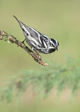 Image. Black-and-white Warbler