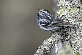Image. Black-and-white Warbler