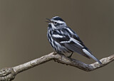 Image. Black-and-white Warbler