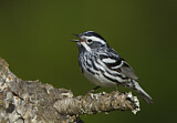 Image. Black-and-white Warbler