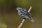 Image. Black-and-white Warbler