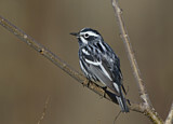 Image. Black-and-white Warbler