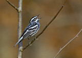 Image. Black-and-white Warbler