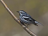 Image. Black-and-white Warbler