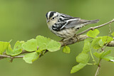 Image. Black-and-white Warbler