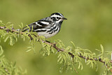 Image. Black-and-white Warbler
