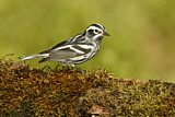 Image. Black-and-white Warbler