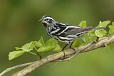 Image. Black-and-white Warbler
