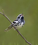 Image. Black-and-white Warbler