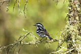Image. Black-and-white Warbler