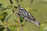 Image. Black-and-white Warbler