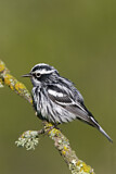 Image. Black-and-white Warbler