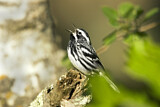 Image. Black-and-white Warbler