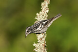 Image. Black-and-white Warbler