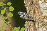 Image. Black-and-white Warbler