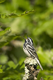 Image. Black-and-white Warbler
