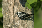 Image. Black-and-white Warbler