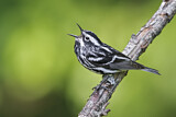 Image. Black-and-white Warbler