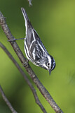 Image. Black-and-white Warbler