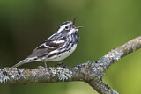 Image. Black-and-white Warbler