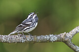 Image. Black-and-white Warbler