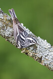 Image. Black-and-white Warbler