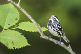 Image. Black-and-white Warbler