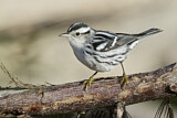 Image. Black-and-white Warbler