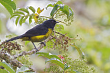 Image. Black-and-yellow Phainoptila