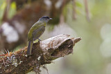 Image. Black-and-yellow Phainoptila