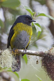 Image. Black-and-yellow Phainoptila