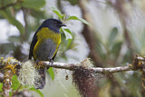 Image. Black-and-yellow Phainoptila