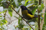 Image. Black-and-yellow Phainoptila