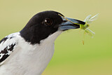 Image. Black-backed Butcherbird
