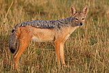 Image. Black-backed Jackal